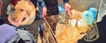 cadáveres perros Tlalpan