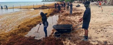 sargazo Quintana Roo