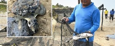 Derrame hidrocarburos Golfo México