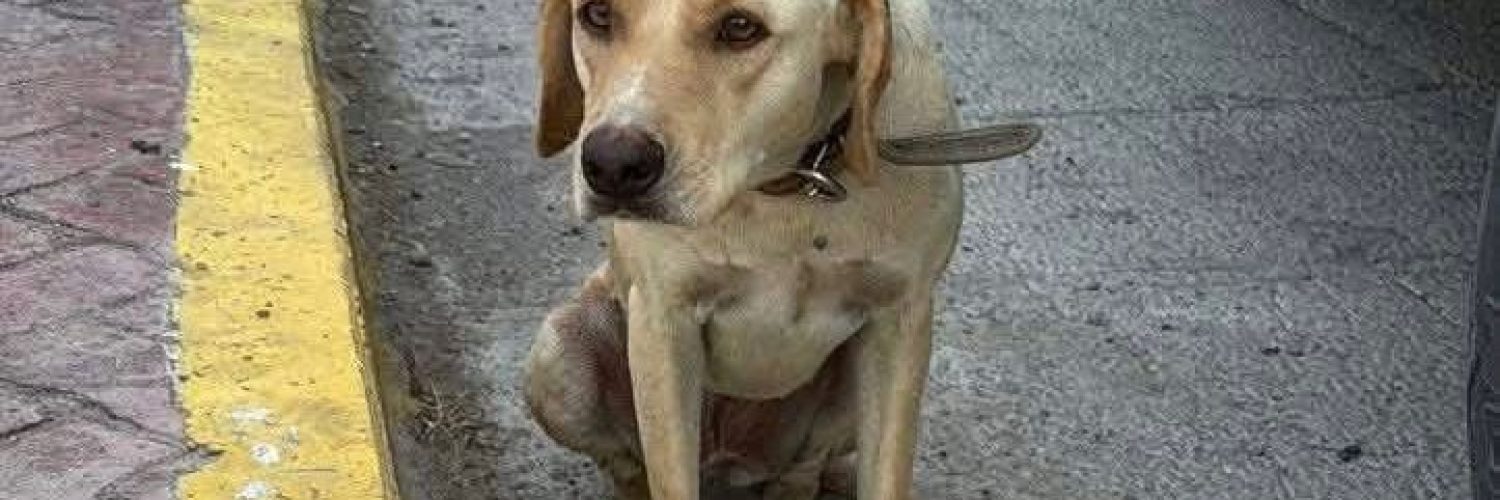 rescate perrita Monclova abuso
