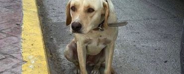 rescate perrita Monclova abuso