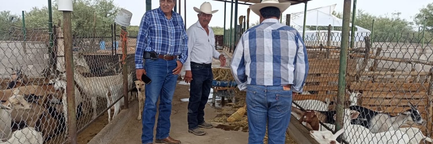 suplemento ganado caprino