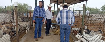 suplemento ganado caprino